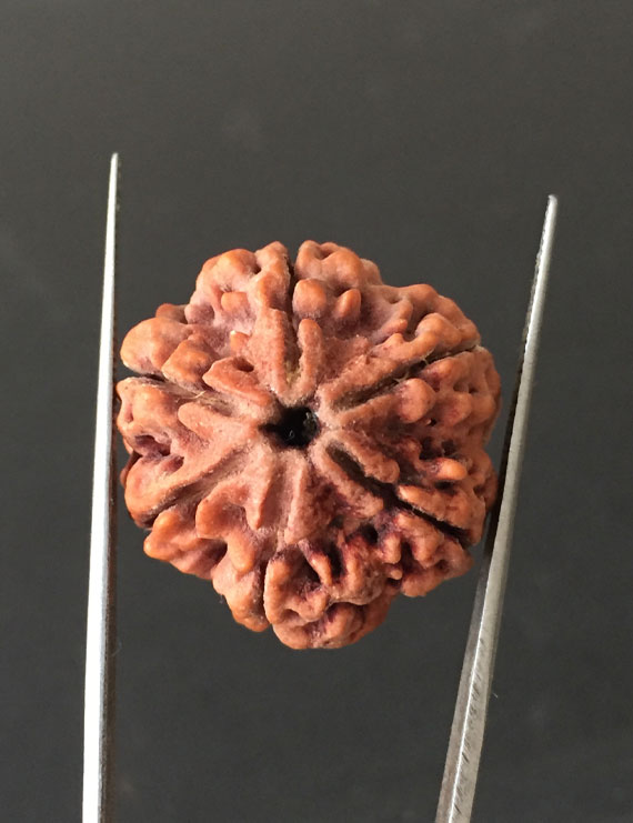 6 Mukhi Nepali Certified Rudraksha Size- 25.00 mm